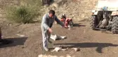 Koyun Sürüsüne Saldıran Ayılar, Hayvanları Parçaladı