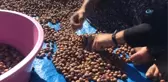 Patos Fındığı, Köylerin Gelir Kaynağı Oldu