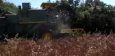 Karabuğday