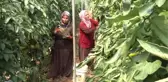 Üreticiler Domates Fiyatlarının Yükselmesini Bekliyor