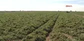 Şanlıurfa Afyon'dan Gelin Almak İçin Geldikleri Şanlıurfa'da Dolandırıldıklarını Anladılar