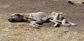 Açlıktan Ölmek Üzereyken Bulunan Köpek, Vatandaşlar Tarafından Kurtarıldı