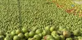 Elma Suyunun Dalından Raflara Yolculuğu