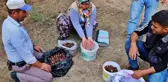 Kestaneyi Kazdağları'ndan Topluyorlar