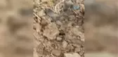 Sivas'ta Görülen Bu Canlı Şaşırttı