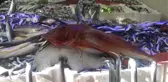 Tezgahlarda Balık Bolluğu Yaşanıyor
