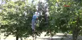 Denizli Cennet Elması, Üreticinin Yüzünü Güldürüyor