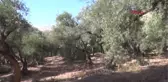 Mardin Derik'te Zeytin Hasadı Başladı: Üretici Üzgün