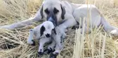 Çoban Köpeğinden Vefa Örneği