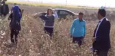 Pamuk Toplayan Öğrenciler Okula Götürülmek İçin Tarlalardan Toplandı