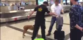 Alman Yolcuların Bagajlarında Atatürk Havalimanında Köpekli Arama