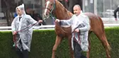 Safkan Arap Atı 