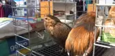 Petzoo Evcil Hayvan Fuarı 6'ncı Kez Kapılarını Ziyaretçilerine Açtı