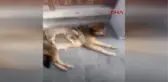 Rize'nin İkizdere İlçesi'nde Kedi ile Köpeğin Dostluğu İlgi Çekiyor.