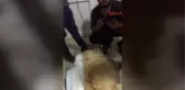 Sivas Kan Nakli 'Şanslı'yı Hayata Döndürdü