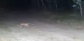 Silivri'de Atları Yiyen Kurt Değil Vahşi Köpekmiş