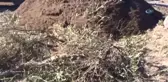 Asırlık Ağaçları Kepçelerle Parçaladılar