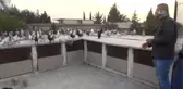 Ölümüne Güvercin Tutkusu