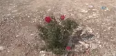3 Şehit Verilen Yerde 3 Gül Açtı