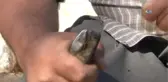Keçilere Pedikür
