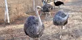 Devekuşu Çiftliği Kurma Hayali Hüsranla Bitti