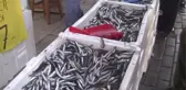 Hamsinin Fiyatı 7 Liraya İndi