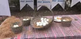 Mavi Yumurta Damızlık Tesisi Açıldı