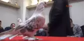 Bursa Bu Güvercinlerin Her Biri Bir Araba Fiyatında