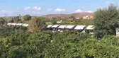 Karaburun 10. Geleneksel Mandalina Şenliği