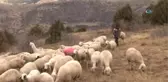 Dedenin Torununa Hediye Ettiği Kuzu, Sürü Sahibi Yaptı