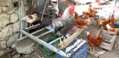 İzmir 15 Yumurta İçin 15 Bin Lira Ceza Yargıdan Döndü