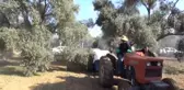 Halkalı Leke' ile Mücadelede Son Etap Başladı