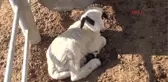 Niğde Üniversite Hayvancılığı Bırakan Köylülere Koyun Dağıttı