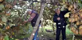 Fındıktan Vazgeçip Kivi Eken Üretici, Kazancını 3 Kat Artırdı