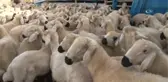 Yaylaların Berberi