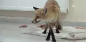 Bitkin Bulunan Tilki Tedavi Altına Alındı