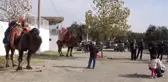 Güreşçi Develere Havut Giydirildi - Balıkesir