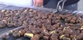 Küçükçekmece Halkı Kestaneye Doydu