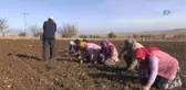 Marka Olma Hedefindeki Çaltı Sarımsağı İçin Tanıtım Festivali