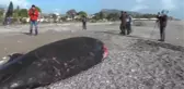 Antalya'da Kıyıya 5 Metrelik Ölü Balina Vurdu
