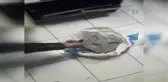 Gömü Var' Diyerek Dolandırmaya Çalıştılar...isviçre'de Başlayan Gömü Hikayesi Gözaltı ile Bitti