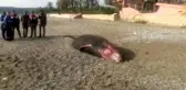 Ölü Balina Kıyıya Vurdu