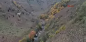 Ordu Turnasuyu Vadisi'nde Renk Cümbüşü