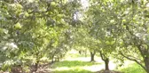 Deveci