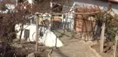Hüsne Teyze Kömüre Kavuştu