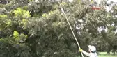 Antalya Amerika'dan Getirildi, Yıllık 2 Bin Ton Üretiliyor