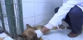 Felçli Köpek Su Borusu ve Kovayla Hayata Tutundu