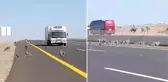 Maymunların Otoyolda Karşıdan Karşıya Geçme Macerası Kameralara Yansıdı