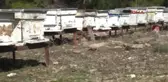 Antalya Manavgat Domuz Çiftliğine Tepki