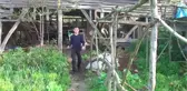 Üniversite Harçlığını Solucandan Çıkarıyorlar